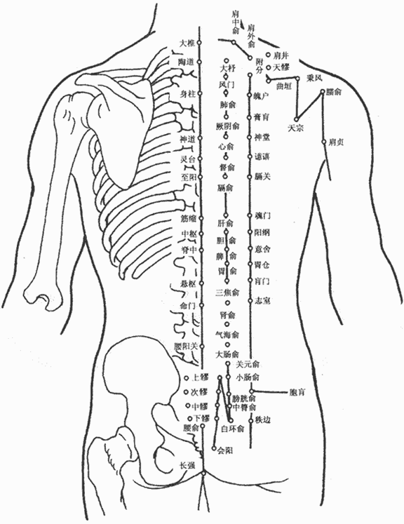 人体背(bèi)部(bù)穴(xué)位图 人体背部穴位图