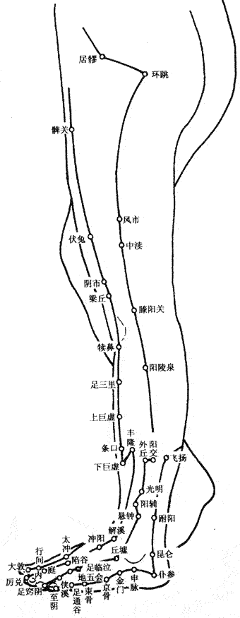 人体(tǐ)下肢外(wài)侧穴位图 人(rén)体下(xià)肢外侧穴位图