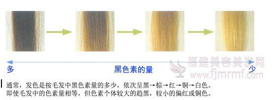 黑色素的量和毛发的颜色关系 黑色素的量和毛发的颜色关系
